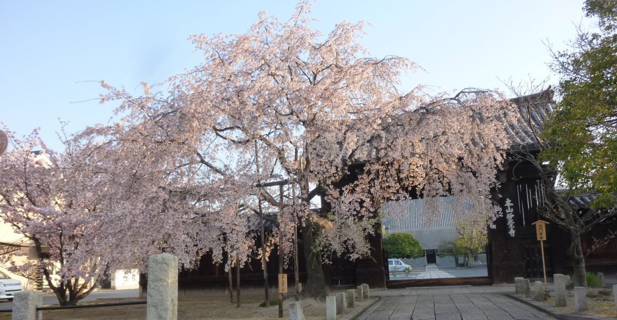 枝垂桜 見頃過ぎ 2011年4月14日(平年4月11日相当) 撮影:MKタクシー