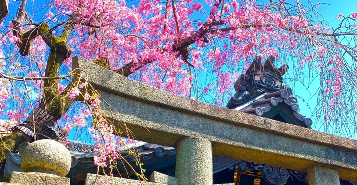 八重紅枝垂桜 見頃 2019年4月12日(平年4月11日相当) 撮影:MKタクシー