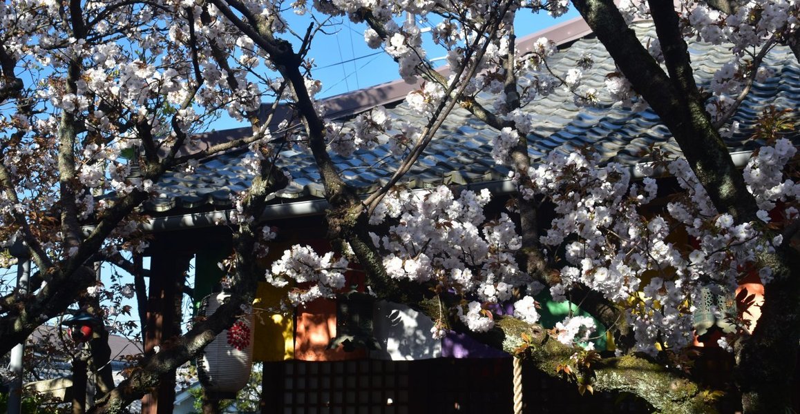 歓喜桜 見頃 2019年4月13日(平年4月12日相当) 撮影:MKタクシー