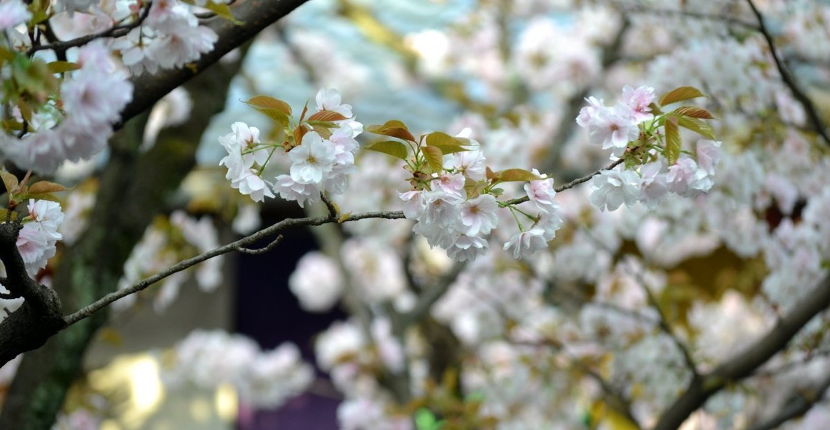 歓喜桜 見頃 2018年4月4日(平年4月14日相当) 撮影:MKタクシー