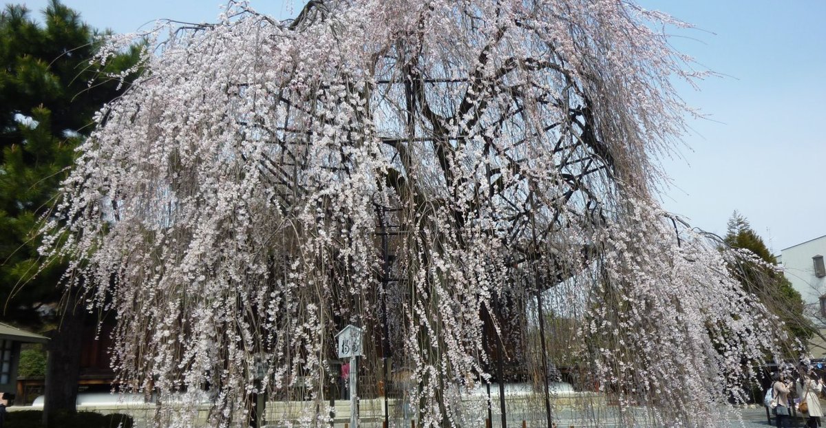 阿亀桜 見頃 2011年4月2日(平年3月31日相当) 撮影:MKタクシー