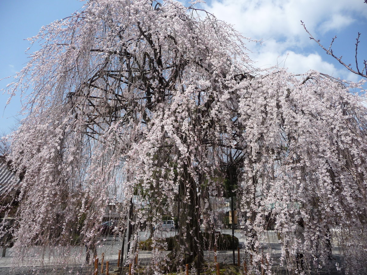 阿亀桜 見頃 2010年3月27日(平年4月2日相当) 撮影:MKタクシー
