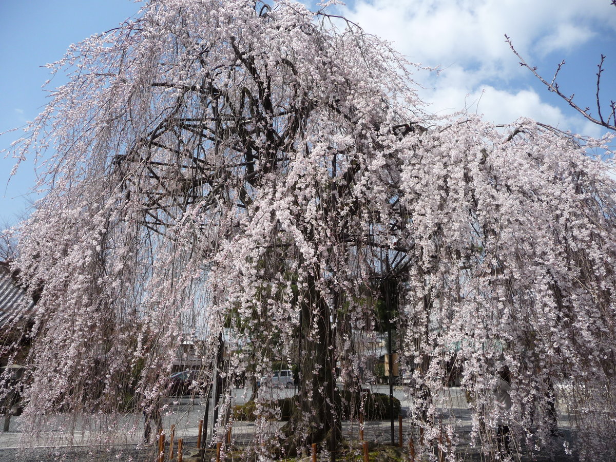 阿亀桜　見頃　2010年3月27日（平年4月2日相当）　撮影：MKタクシー