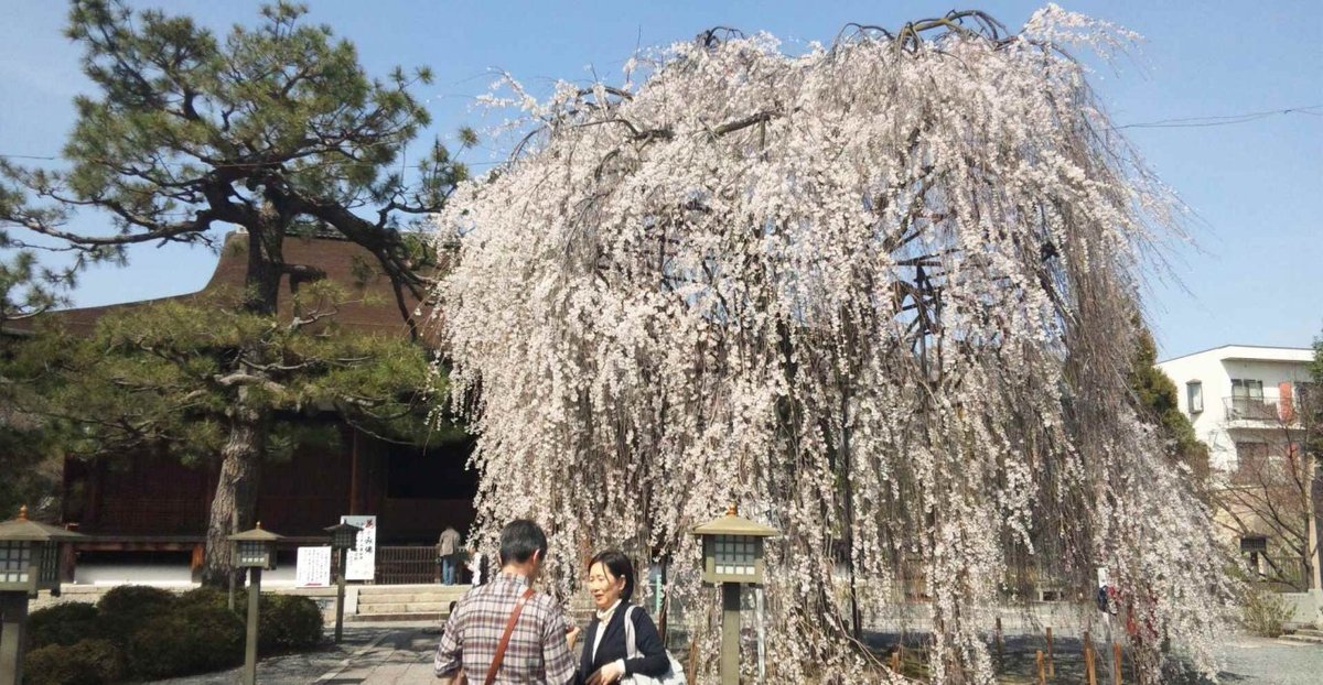 阿亀桜　見頃　2014年4月1日（平年4月3日相当）　撮影：MKタクシー