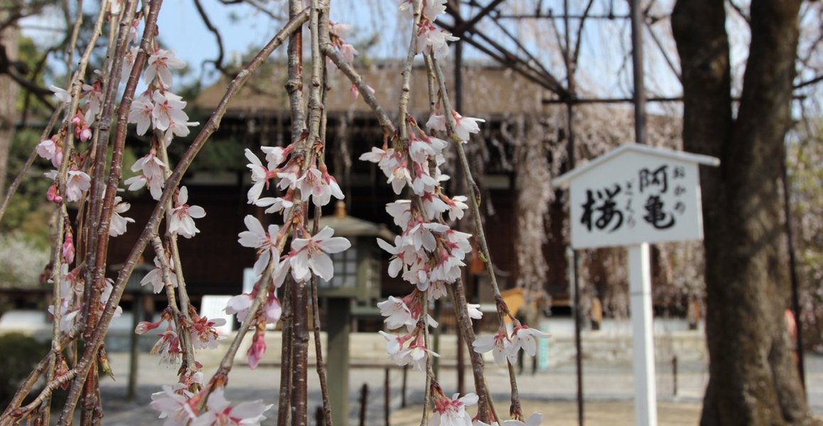 阿亀桜　終わり近し　2019年4月6日（平年4月7日相当）　撮影：MKタクシー