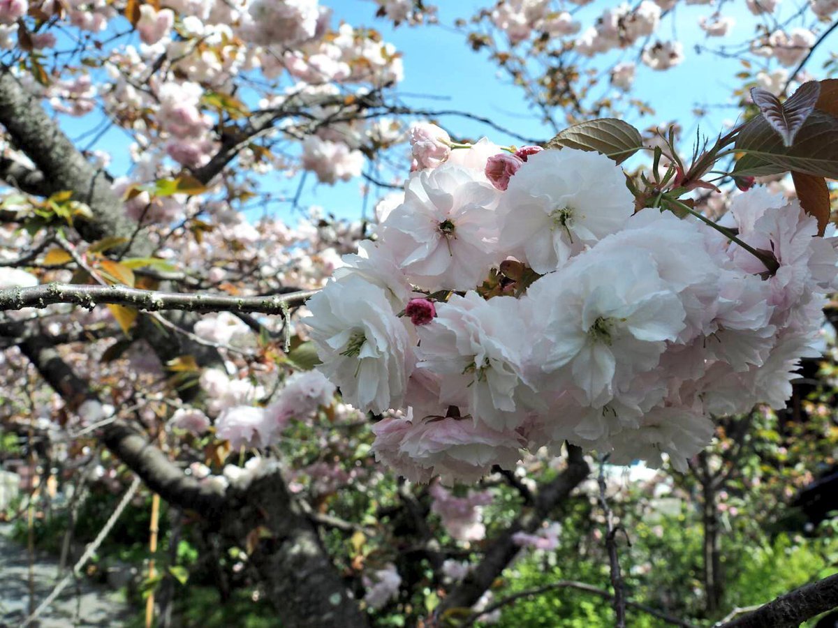 普賢象 見頃 2017年4月22日(平年4月21日相当) 撮影:MKタクシー