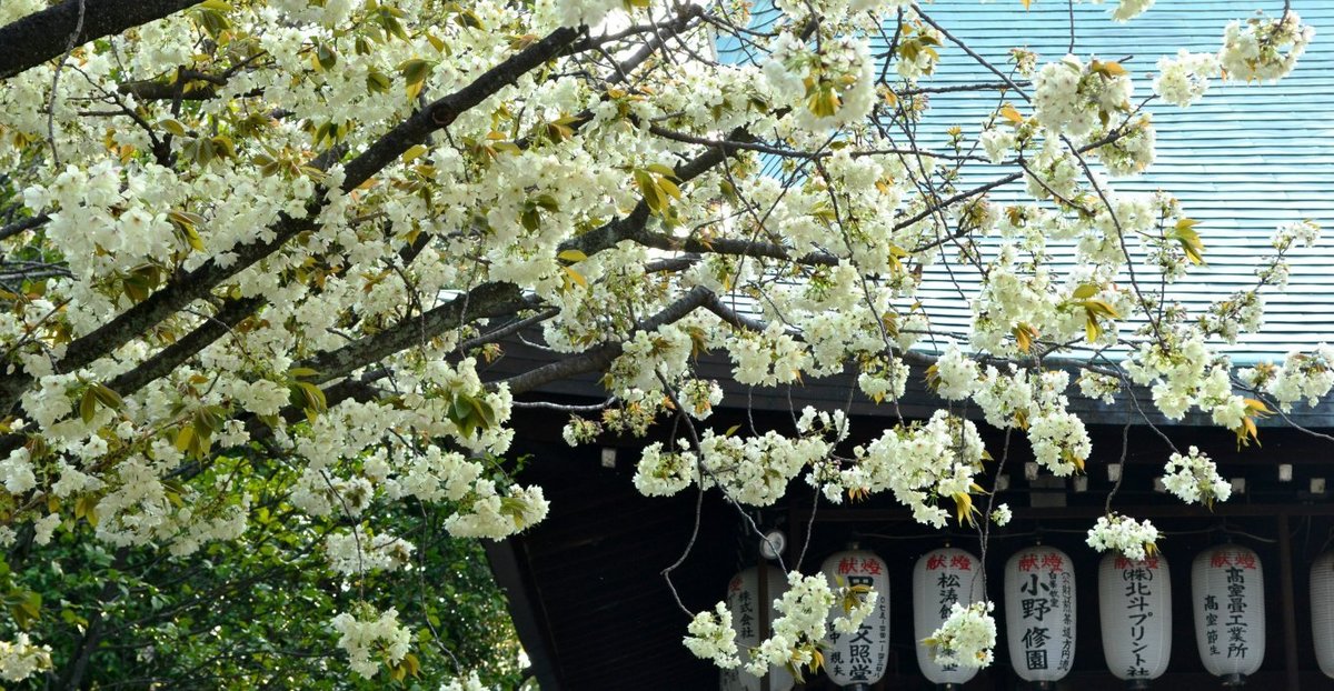 鬱金 見頃 2018年4月4日(平年4月14日相当) 撮影:MKタクシー