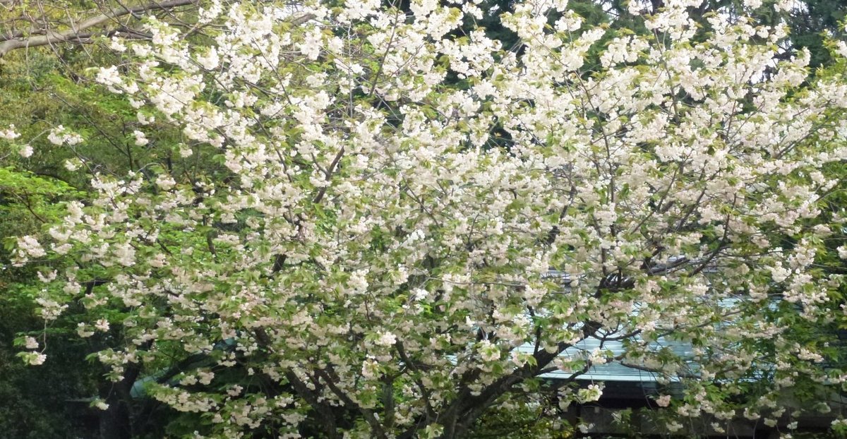 鬱金 散りはじめ 2012年4月24日(平年4月23日相当) 撮影:MKタクシー