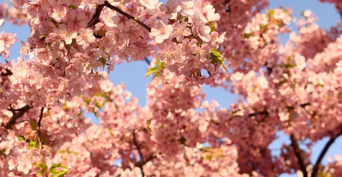 一条戻り橋東詰の河津桜 見頃 2019年3月20日(平年3月24日相当) 撮影:MKタクシー