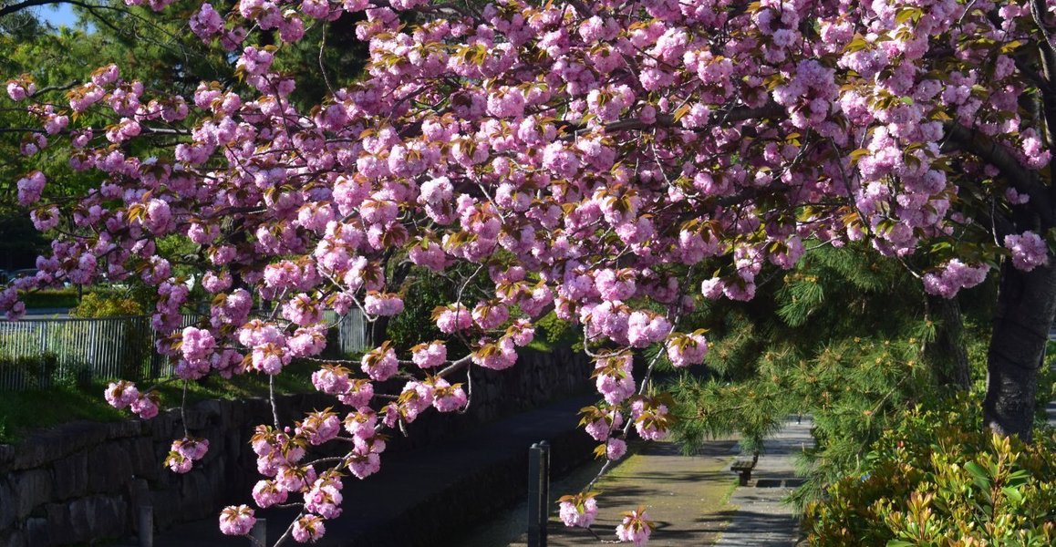 二条橋の関山 見頃 2019年4月20日(平年4月20日相当) 撮影:MKタクシー