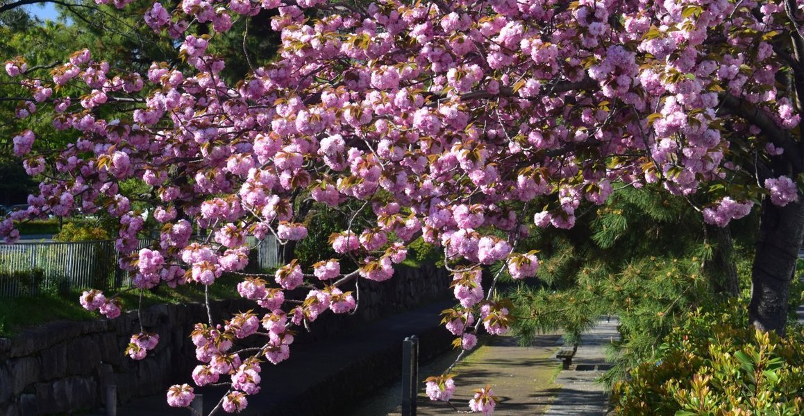 二条橋の関山　見頃　2019年4月20日（平年4月20日相当）　撮影：MKタクシー