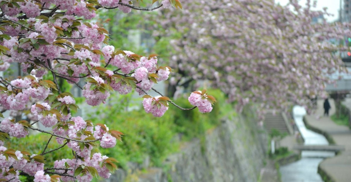 中立売橋の関山 見頃 2018年4月16日(平年4月25日相当) 撮影:MKタクシー