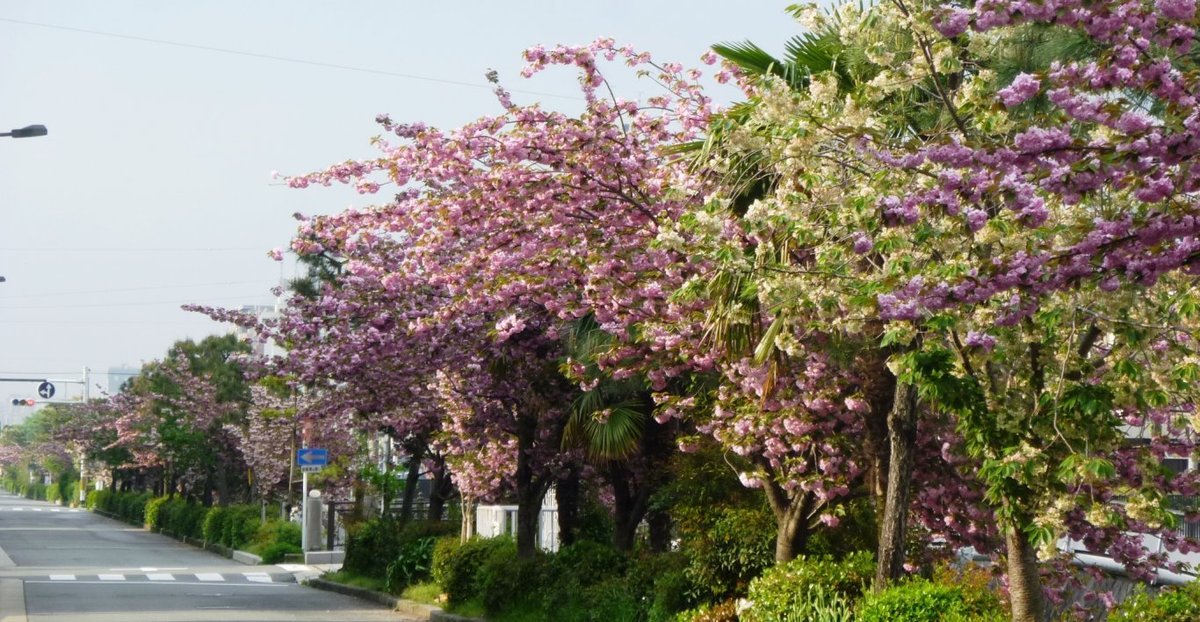 二条橋のサトザクラ 見頃 2011年4月28日(平年4月26日相当) 撮影:MKタクシー