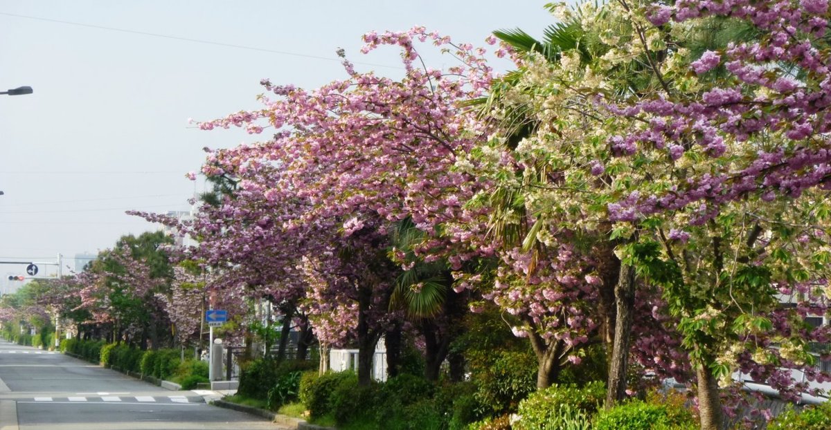 二条橋のサトザクラ　見頃　2011年4月28日（平年4月26日相当）　撮影：MKタクシー