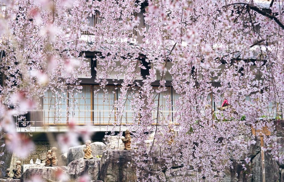 御幸桜 見頃 2019年4月2日(平年4月3日相当) 撮影:MKタクシー