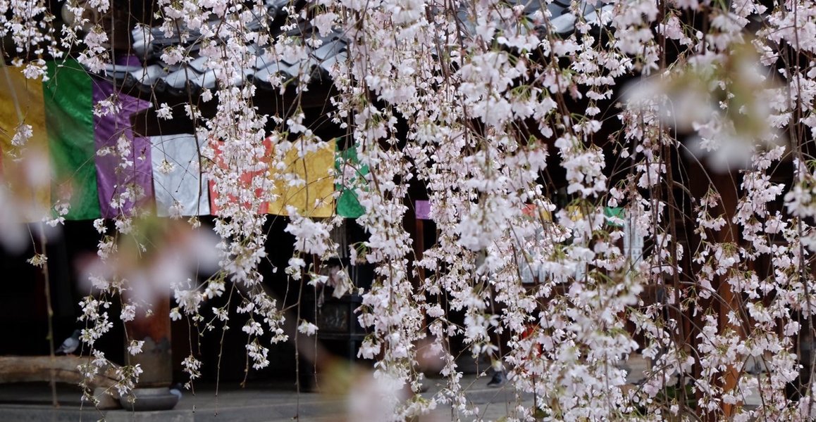 御幸桜　見頃　2020年3月29日（平年4月4日相当）　撮影：MKタクシー