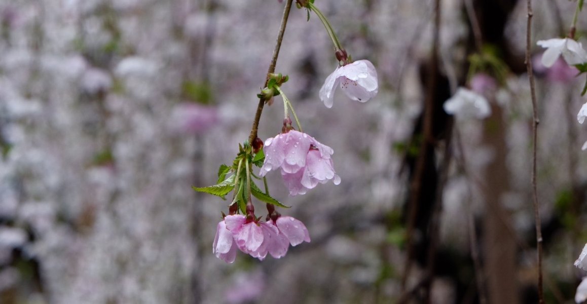 御幸桜 見頃 2020年3月31日(平年4月5日相当) 撮影:MKタクシー