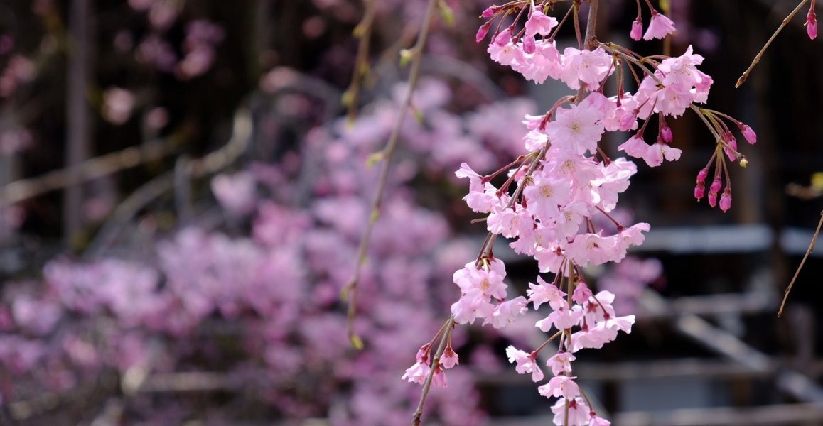 八重紅枝垂桜 五分咲き 2020年4月3日(平年4月8日相当) 撮影:MKタクシー