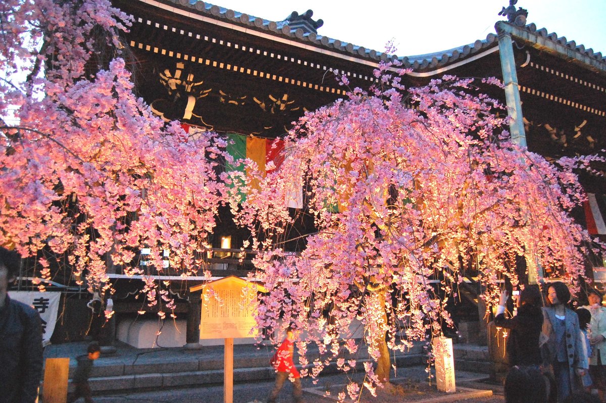 八重紅枝垂桜 見頃 2008年4月5日(平年4月9日相当) 撮影:MKタクシー