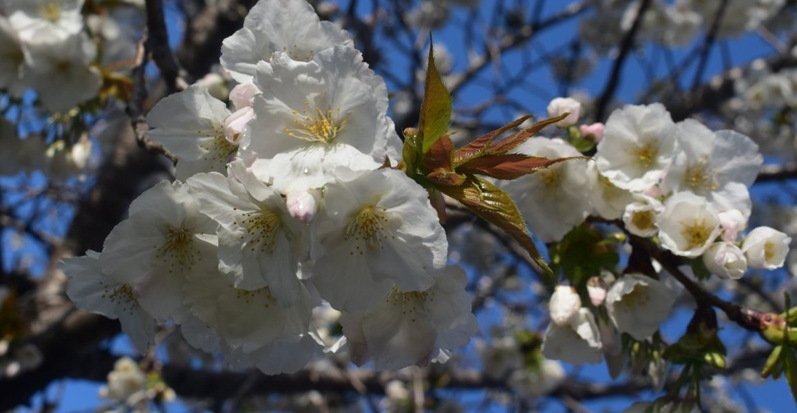 太白　見頃　2019年4月8日（平年4月9日相当）　撮影：MKタクシー