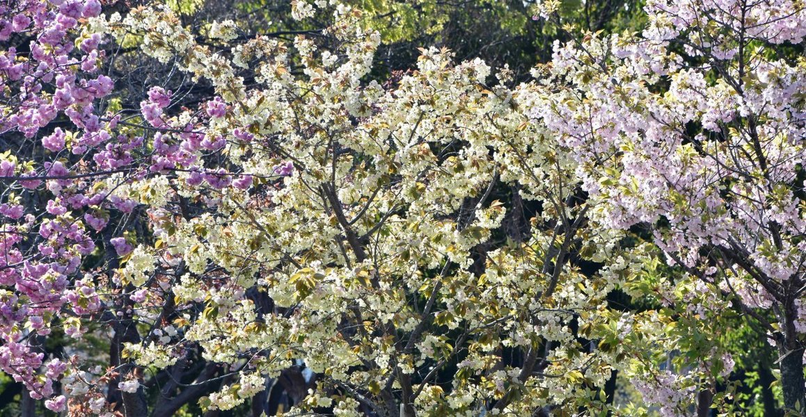 鬱金 見頃 2020年4月14日(平年4月20日相当) 撮影:MKタクシー