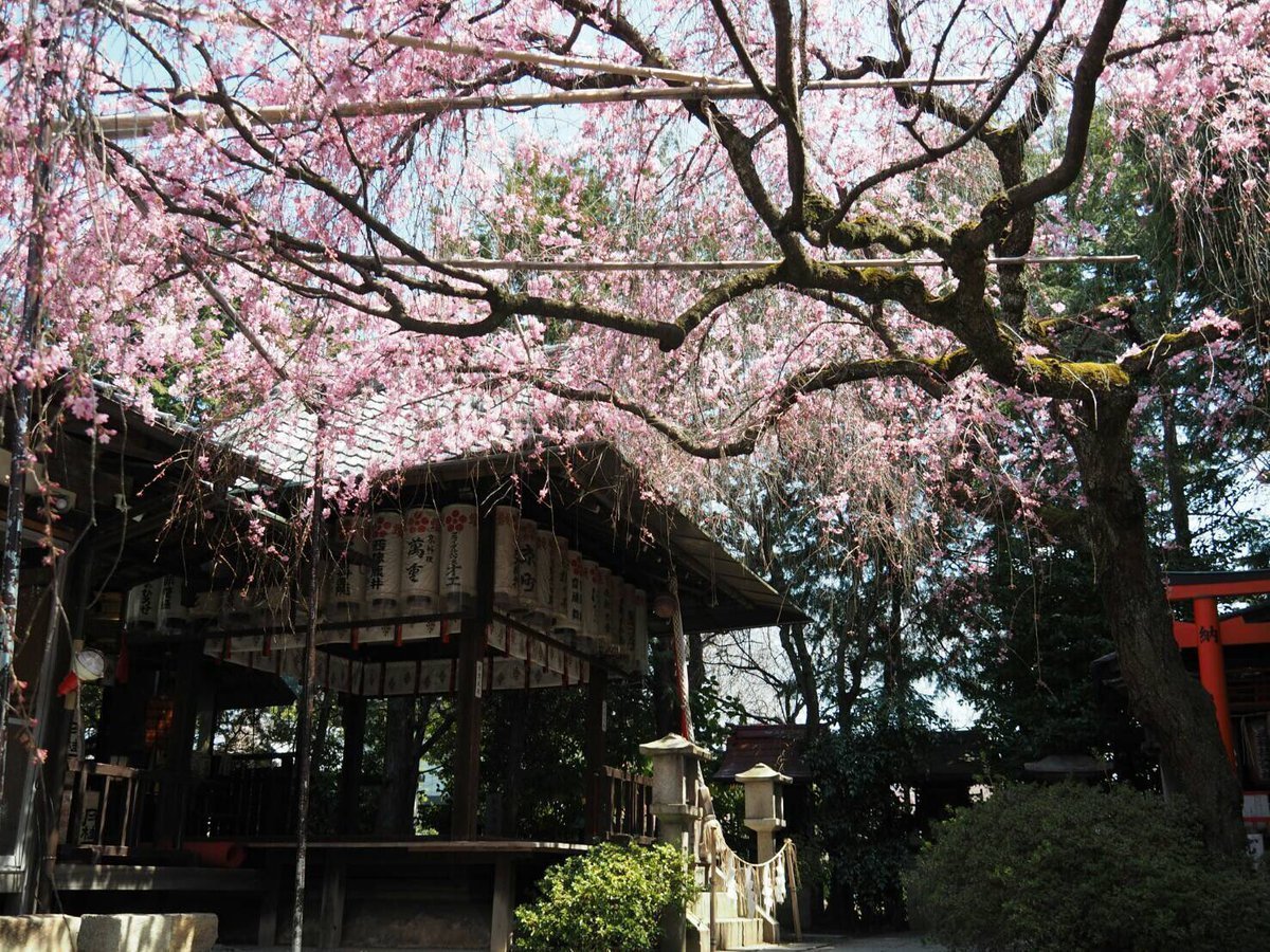 紅枝垂桜 見頃 2017年4月4日(平年4月2日相当) 撮影:MKタクシー