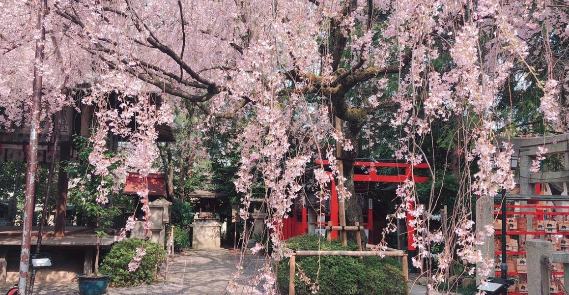 八重紅枝垂桜 見頃 2019年4月8日(平年4月9日相当) 撮影:MKタクシー