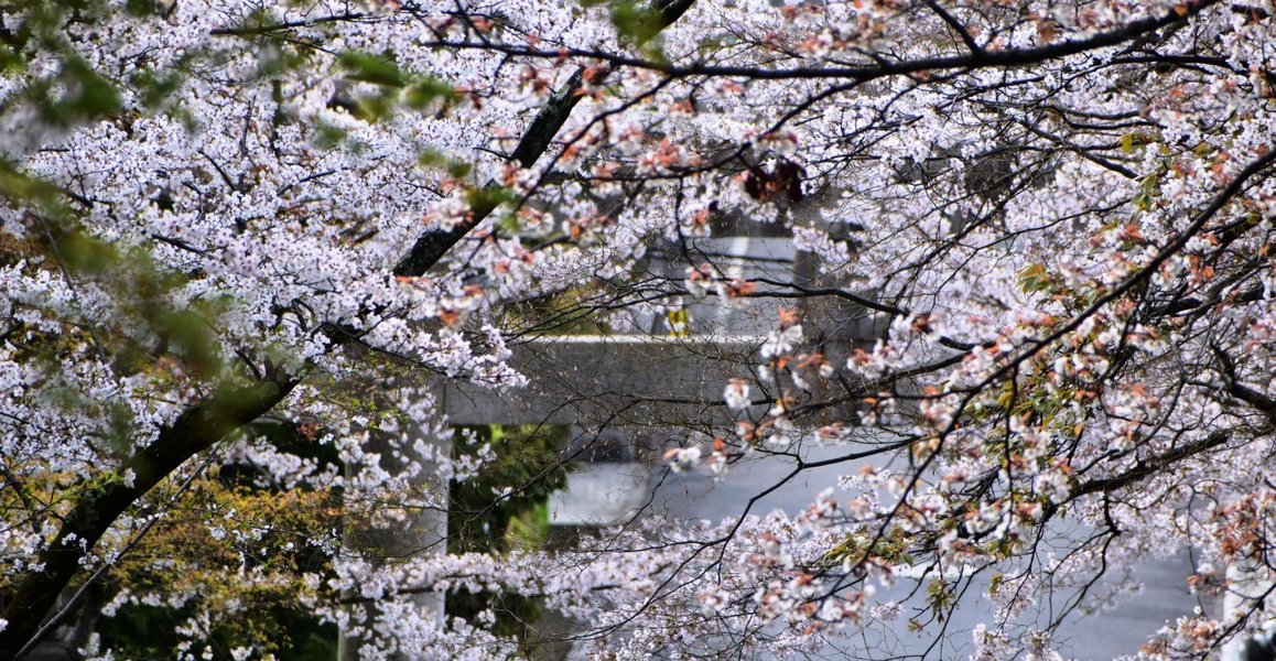 ソメイヨシノ 見頃 2020年4月3日(平年4月8日相当) 撮影:MKタクシー