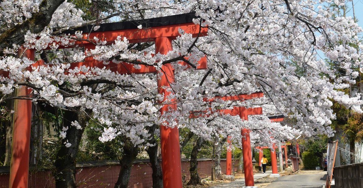 ソメイヨシノ 見頃 2019年4月7日(平年4月7日相当) 撮影:MKタクシー