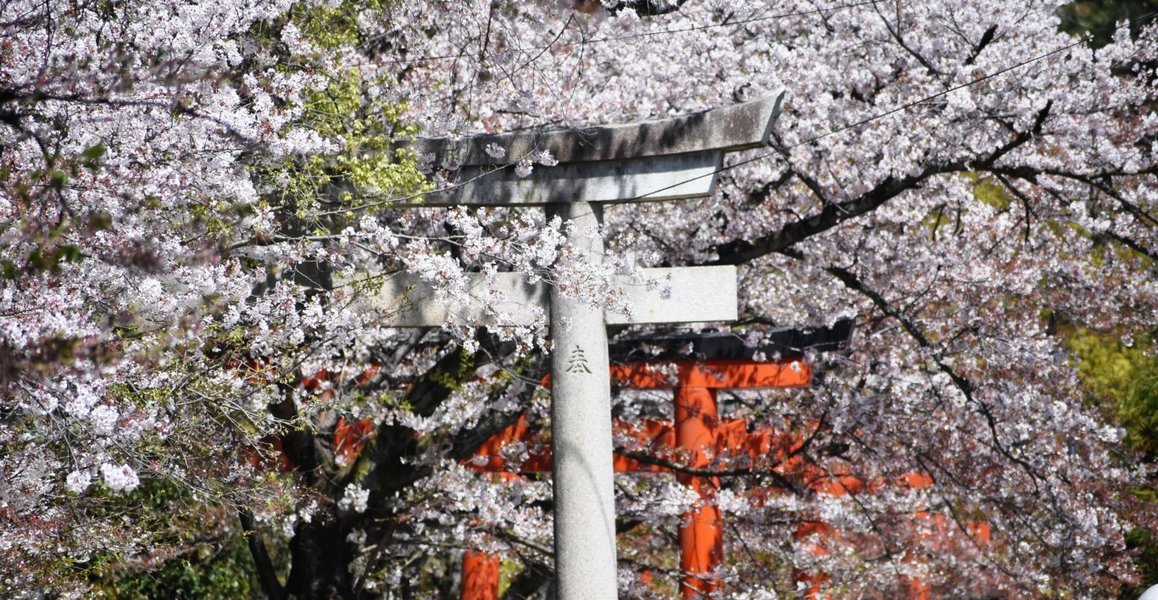 ソメイヨシノ 見頃 2019年4月13日(平年4月12日相当) 撮影:MKタクシー