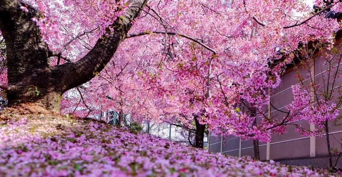 オカメ桜 散りはじめ 2019年3月24日(平年3月27日相当) 撮影:MKタクシー