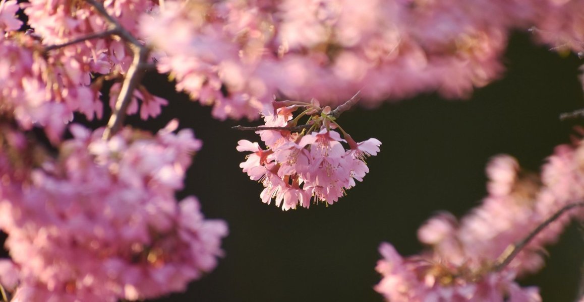 オカメ桜 見頃 2019年3月15日(平年3月21日相当) 撮影:MKタクシー