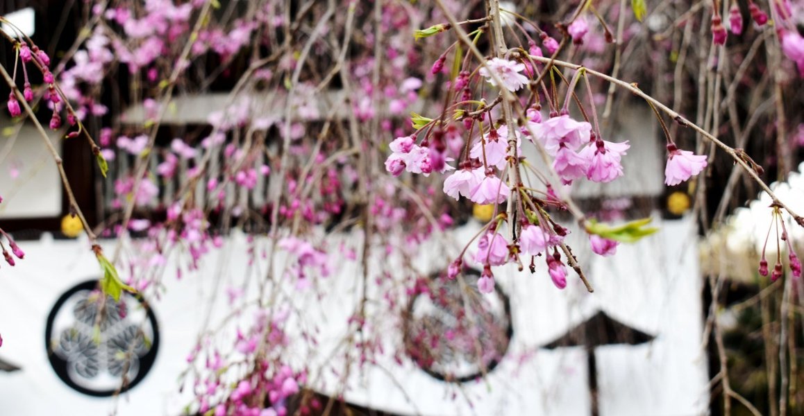 八重紅枝垂桜 咲きはじめ 2020年4月2日(平年4月7日相当) 撮影:MKタクシー