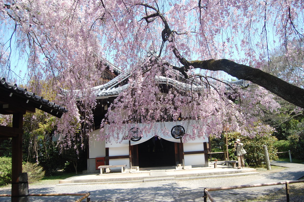 八重紅枝垂桜 見頃 2009年4月11日(平年4月8日相当) 撮影:MKタクシー