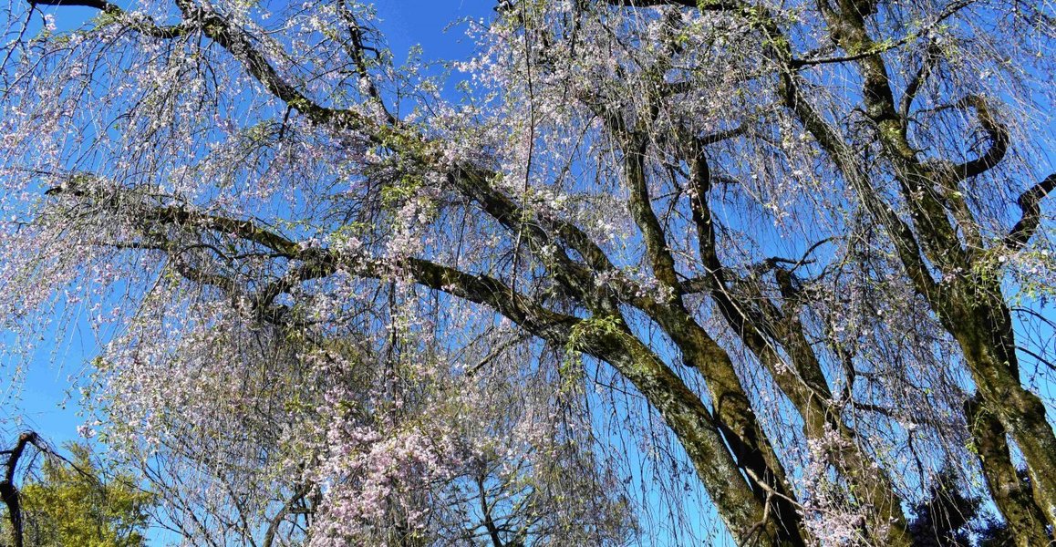 八重紅枝垂桜 散りはじめ 2019年4月16日(平年4月15日相当) 撮影:MKタクシー