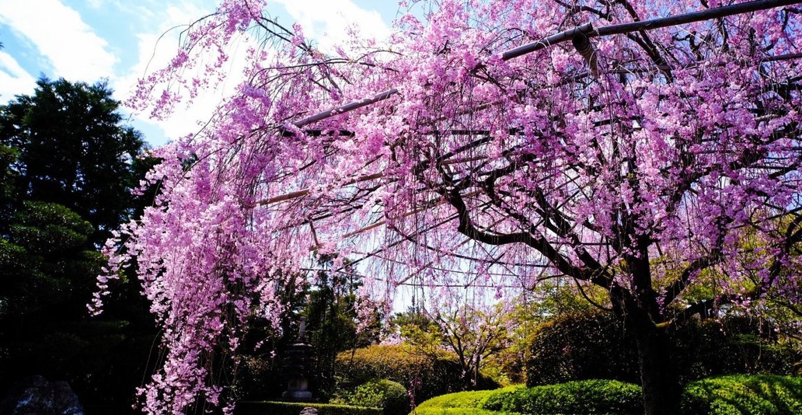 八重紅枝垂桜　見頃　2020年4月5日（平年4月10日相当）　撮影：MKタクシー