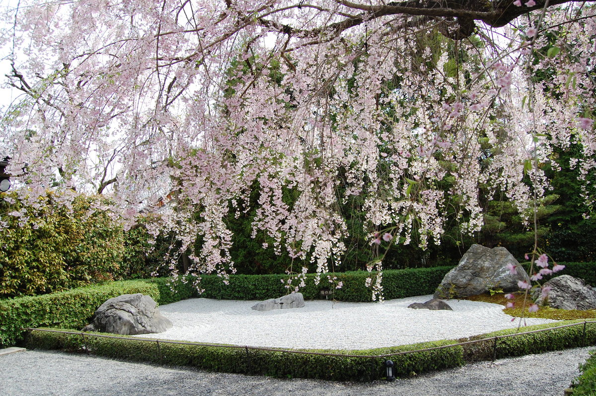 八重紅枝垂桜 散りはじめ 2008年4月12日(平年4月12日相当) 撮影:MKタクシー