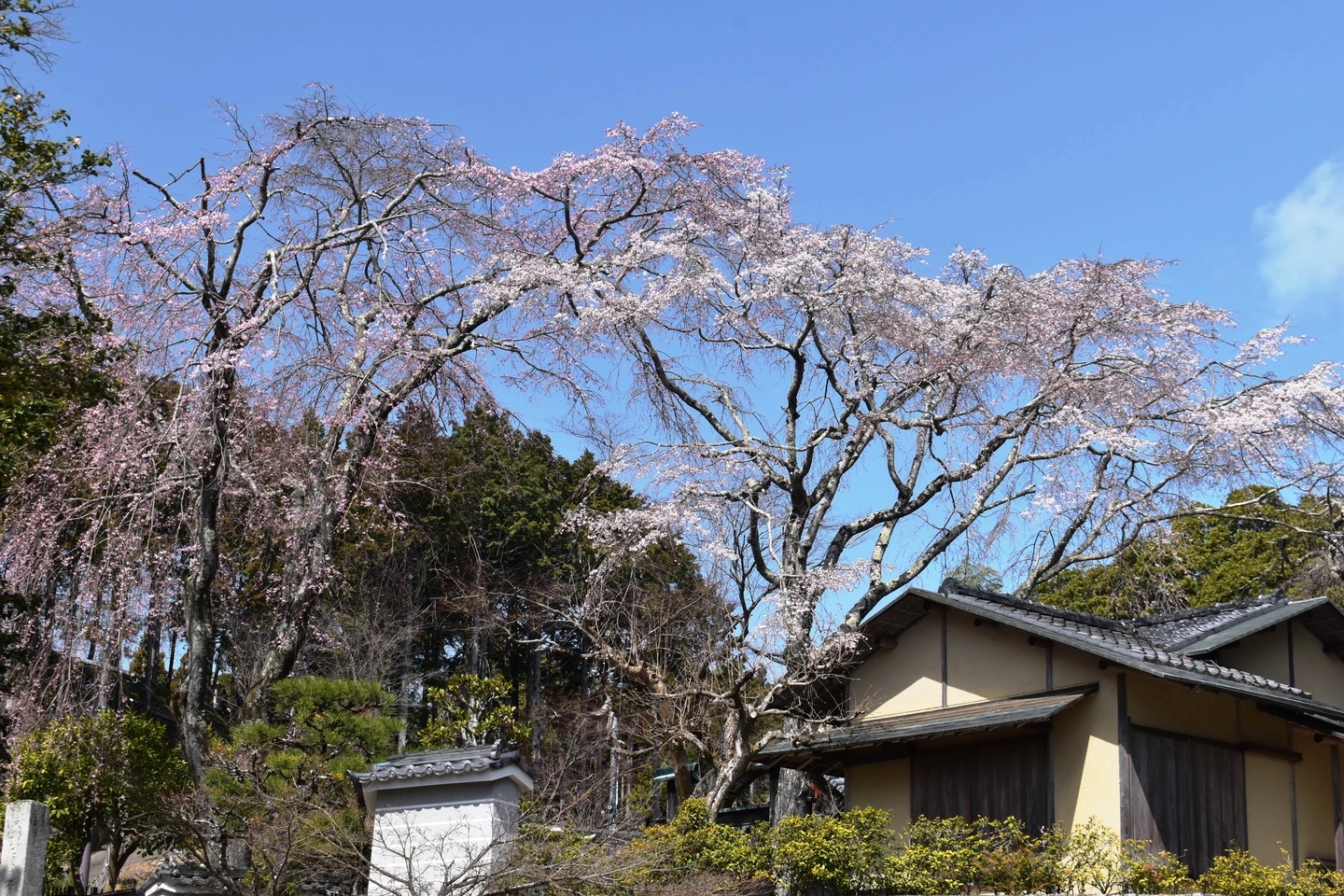 枝垂桜　五分咲き　2021年3月17日（平年3月28日相当）　撮影：MKタクシー