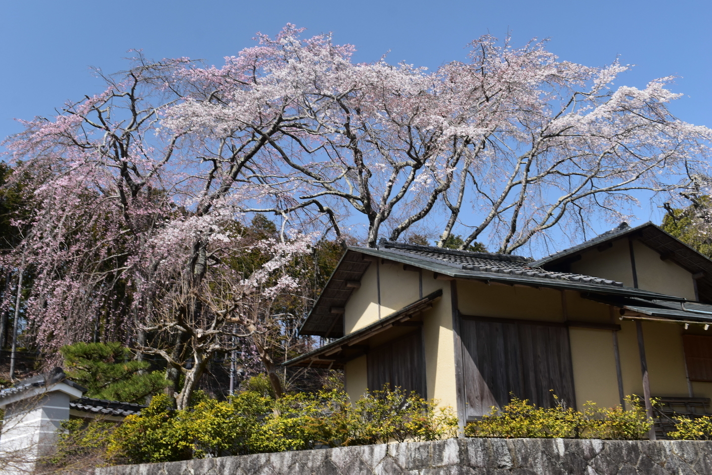 枝垂桜 五分咲き 2021年3月17日(平年3月28日相当) 撮影:MKタクシー