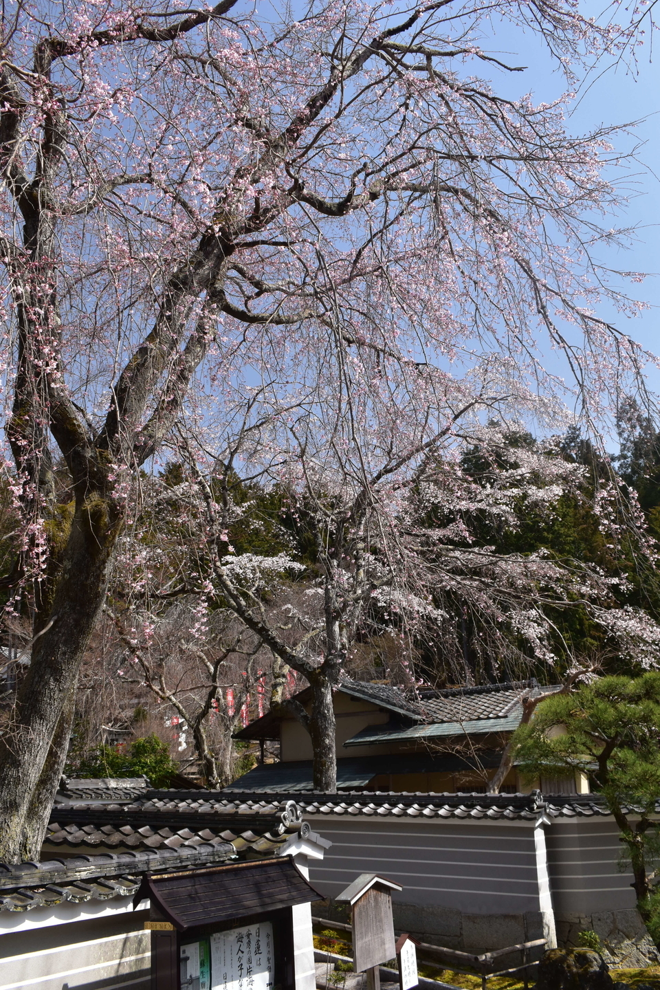 枝垂桜 五分咲き 2021年3月17日(平年3月28日相当) 撮影:MKタクシー