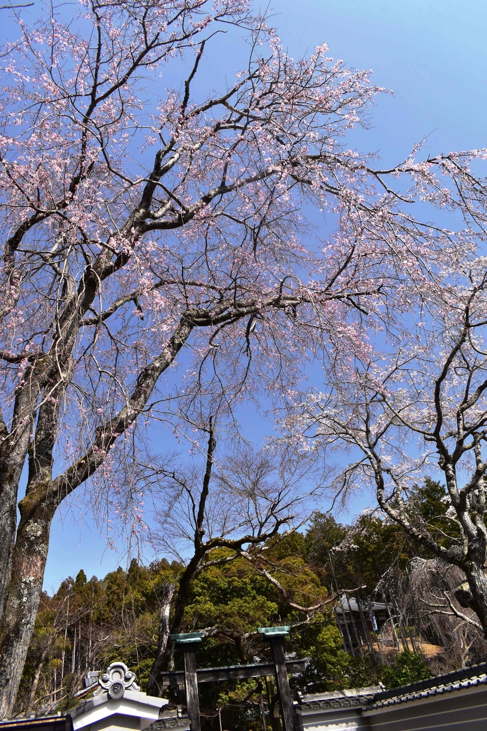 枝垂桜 五分咲き 2021年3月17日(平年3月28日相当) 撮影:MKタクシー
