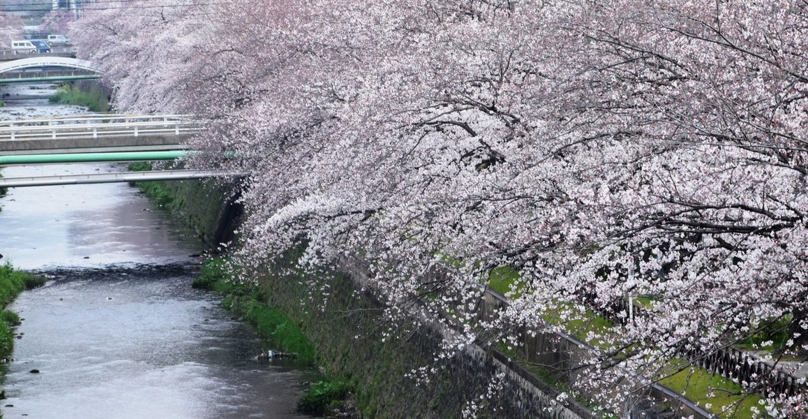 西万寿寺歩道橋からのソメイヨシノ　見頃　2019年4月6日（平年4月7日相当）　撮影：MKタクシー