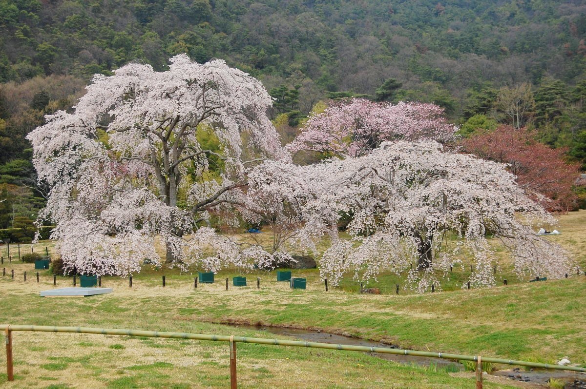 枝垂桜 見頃 2009年4月5日(平年4月4日相当) 撮影:MKタクシー