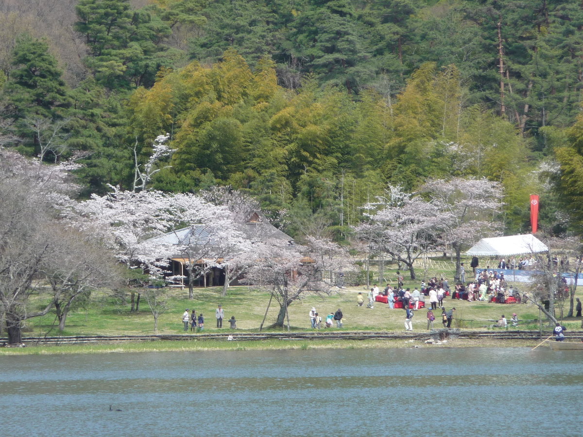 広沢池の対岸から見た枝垂桜 見頃 2010年4月4日(平年4月8日相当) 撮影:MKタクシー
