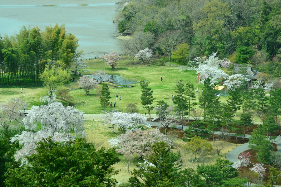 東山から見下ろした枝垂桜 見頃 2018年4月1日(平年4月10日相当) 撮影:MKタクシー
