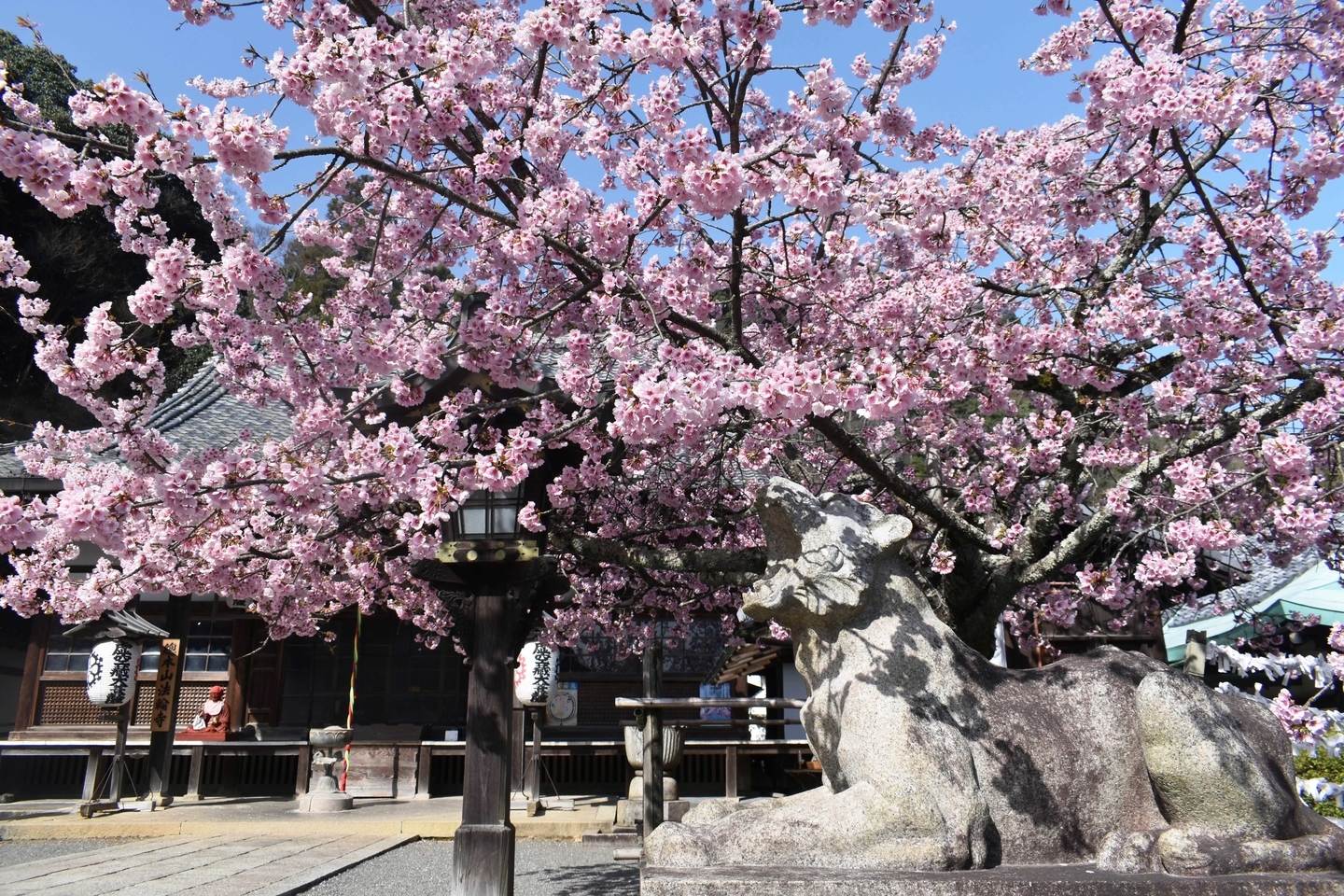 寒桜 見頃 2021年3月17日(平年3月28日相当) 撮影:MKタクシー