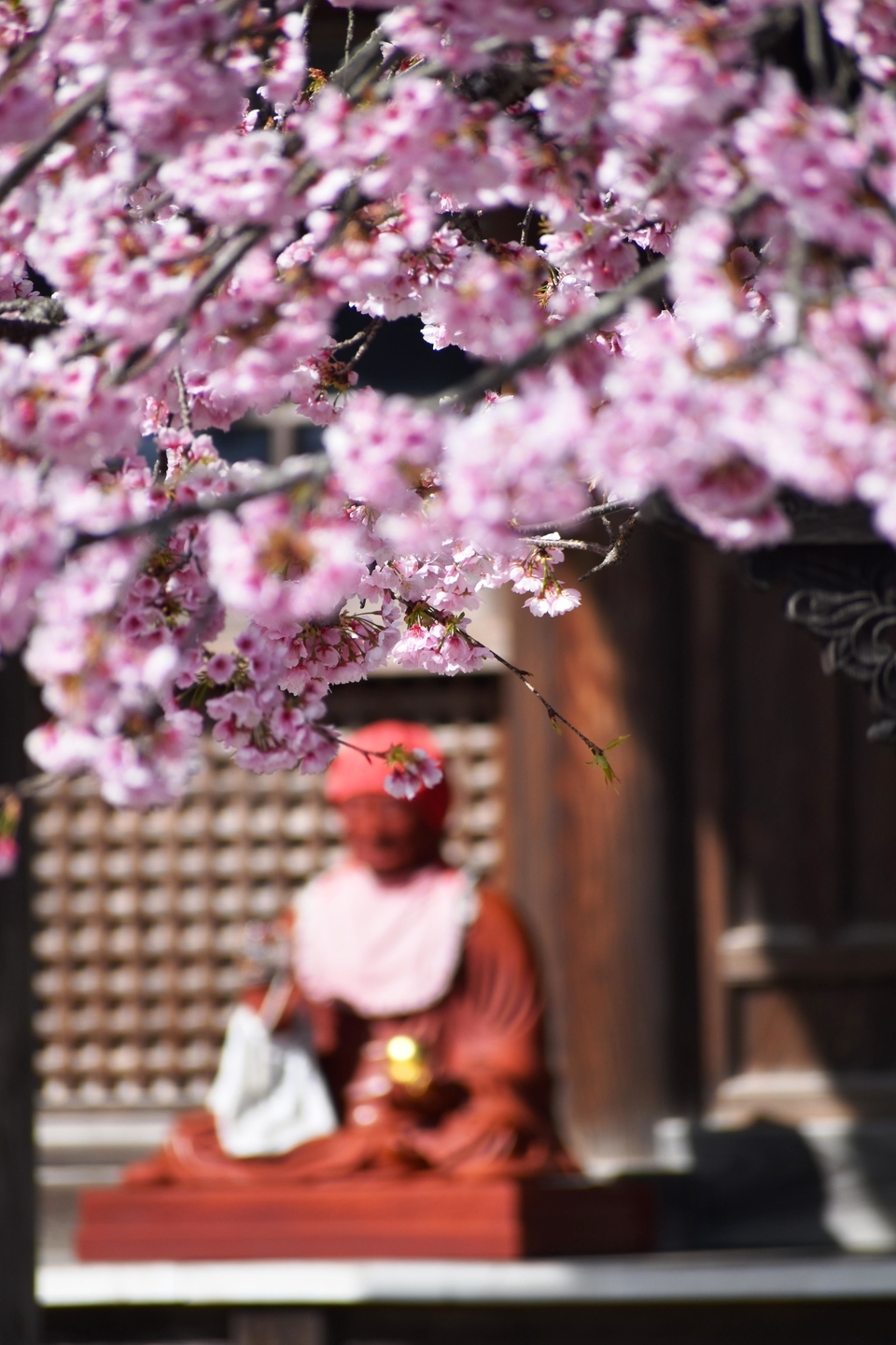 寒桜　見頃　2021年3月17日（平年3月28日相当）　撮影：MKタクシー