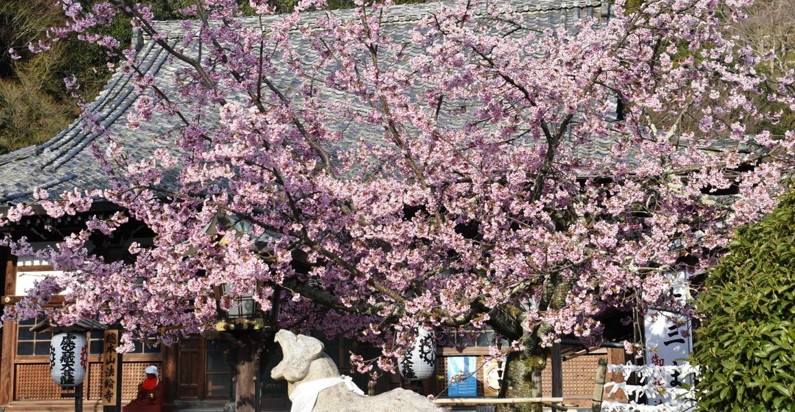 寒桜 見頃 2019年3月25日(平年3月27日相当) 撮影:MKタクシー