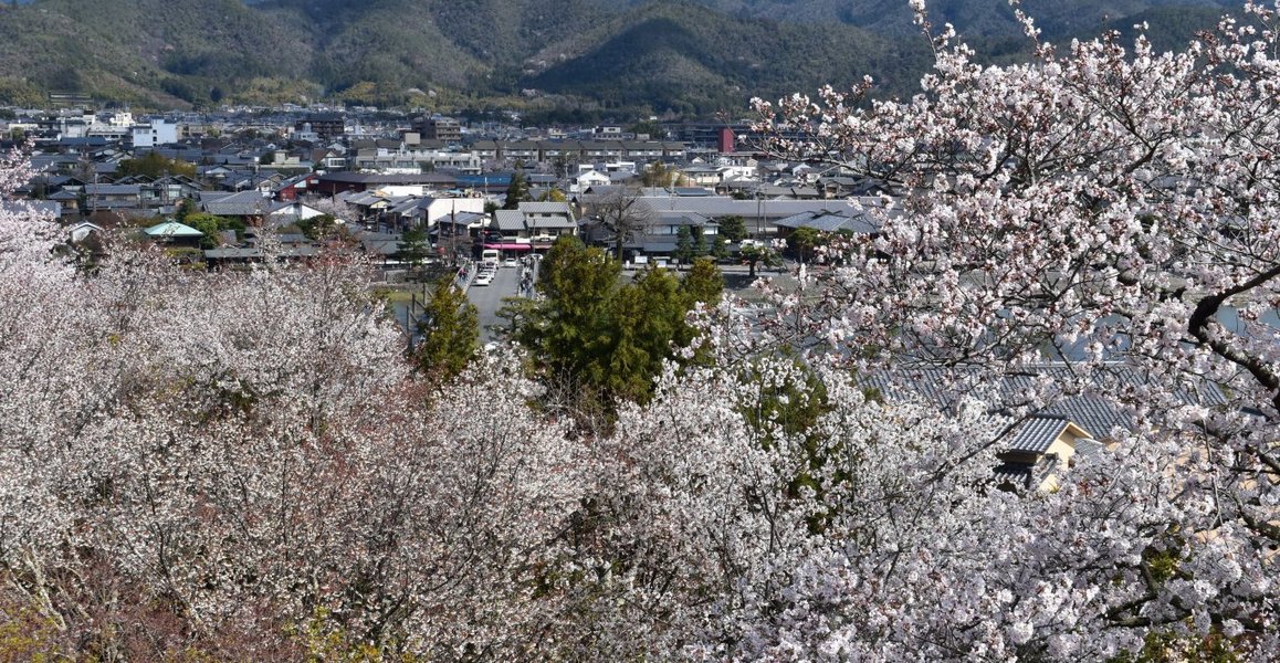 展望台からの桜 見頃 2019年3月29日(平年4月4日相当) 撮影:MKタクシー