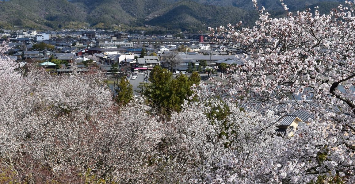 展望台からの桜　見頃　2019年3月29日（平年4月4日相当）　撮影：MKタクシー